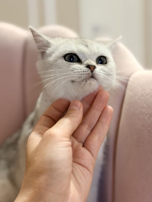 Котята серебро шиншилла