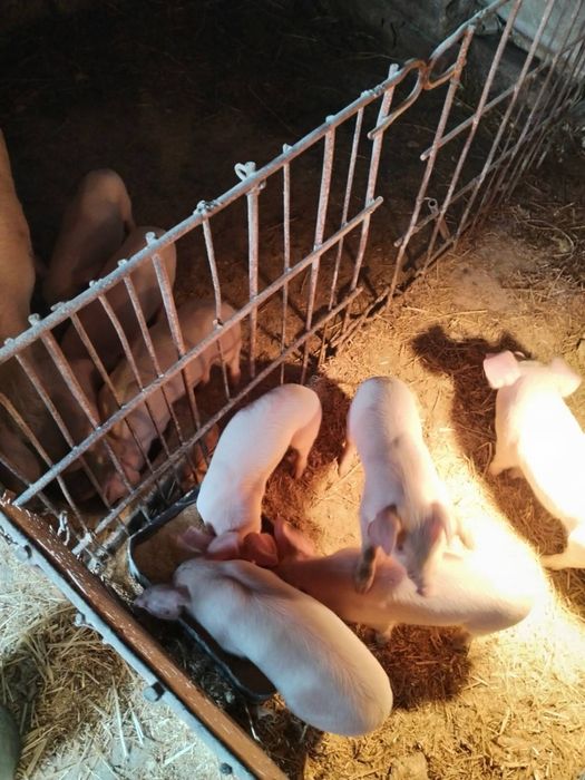 Продавам малки прасета!