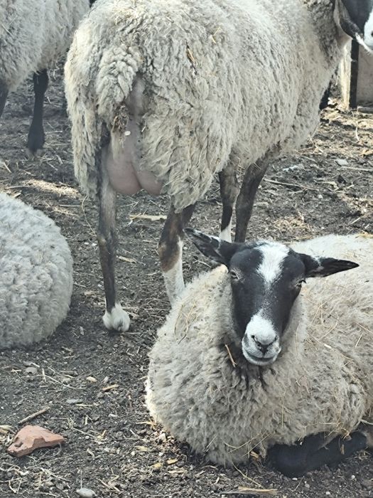 Vând oi rasa Romanov