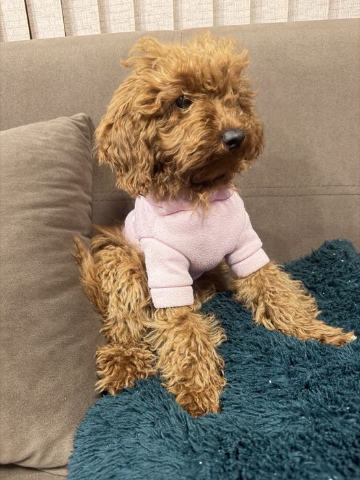 Той Пудел женско – ваксини, паспорт, много красиво