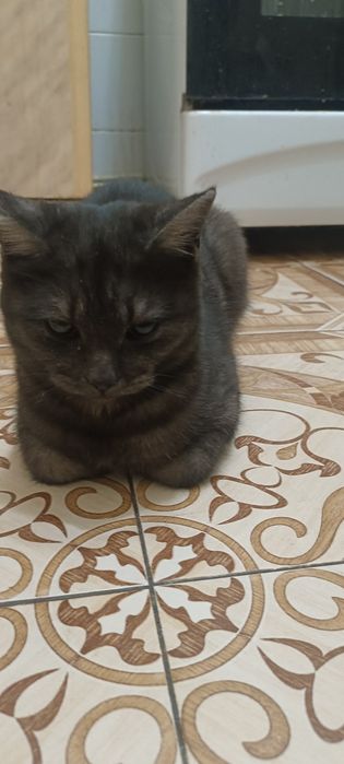 Кошечка  месяцев семь