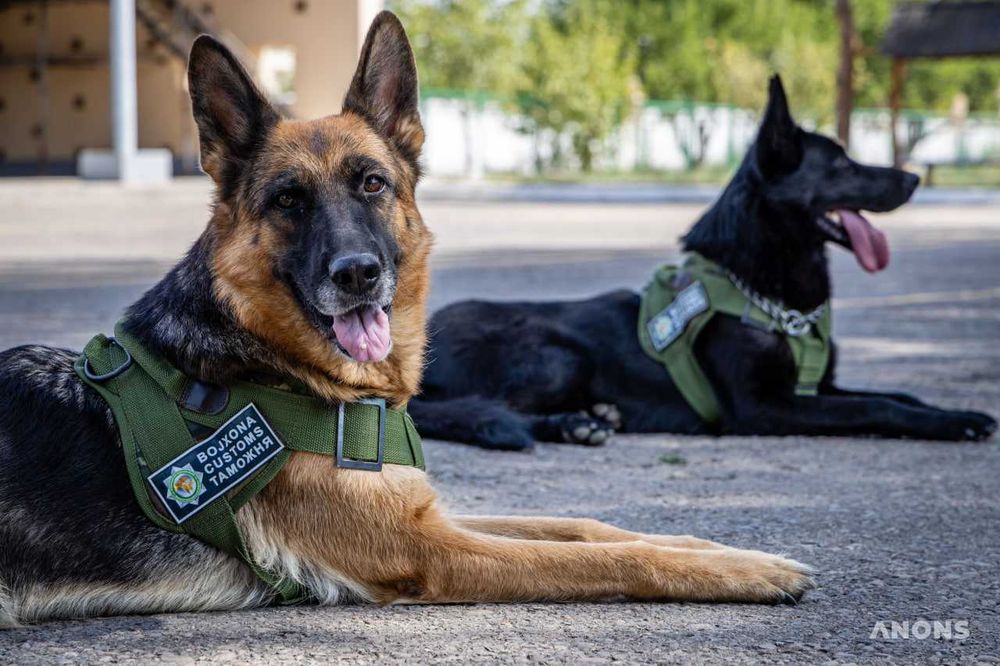 Дрессировка Собак. Не дорого. Кинологический Центр