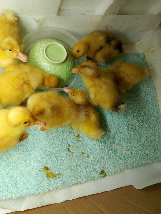 Утята  чисто домашние