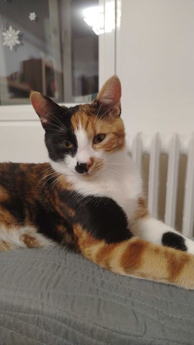 Dau spre adoptie o pisicuță