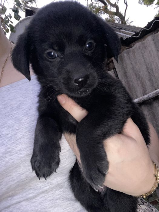 Dau spre adoptie  2 fetite