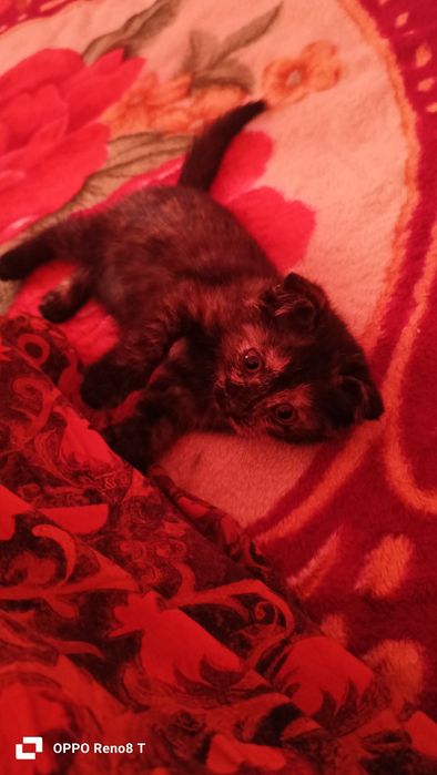 Котёнок отдам в хорошие руки