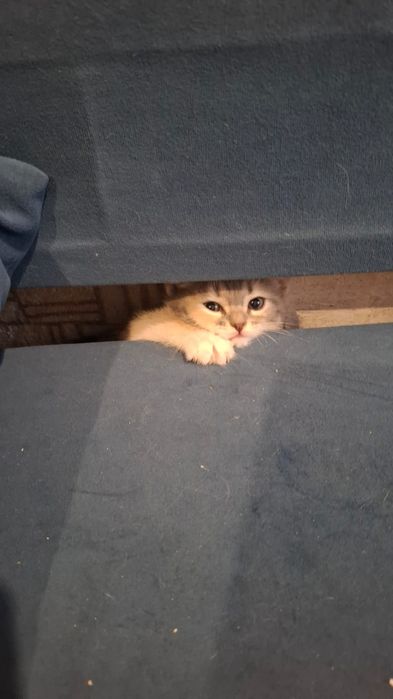 Отдам котят в хорошие руки