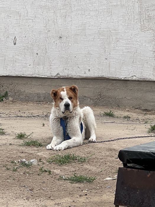 Тобет алабай кушік 5 ай