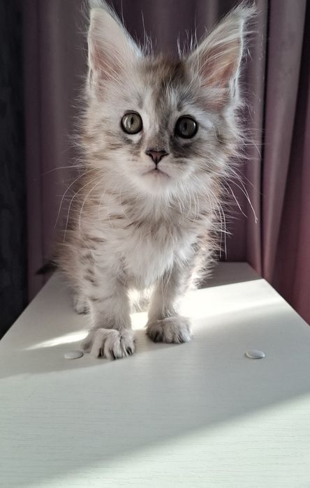 Мейн-кун  котята