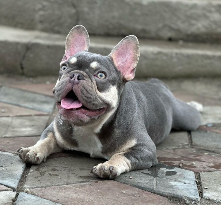 Вязка! Шикарный мальчик лилак тан