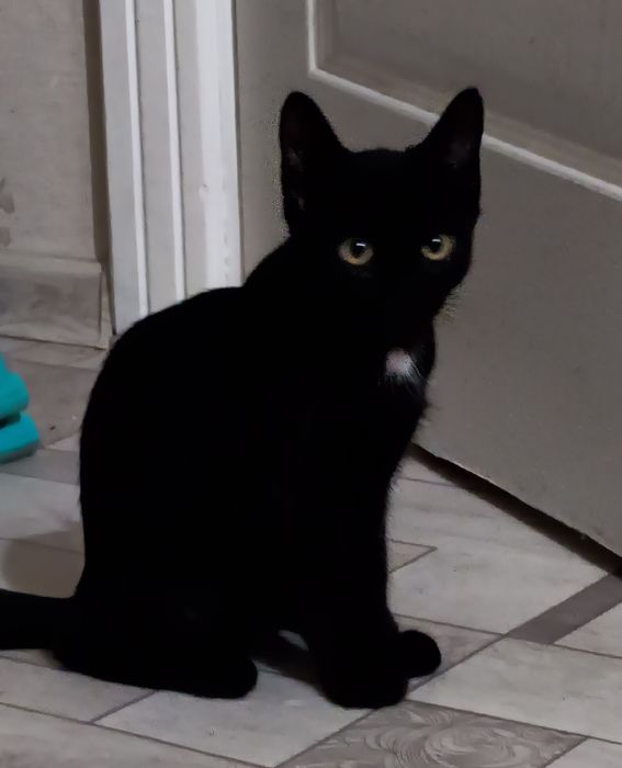 Котенок, 5 месяцев, мальчик!