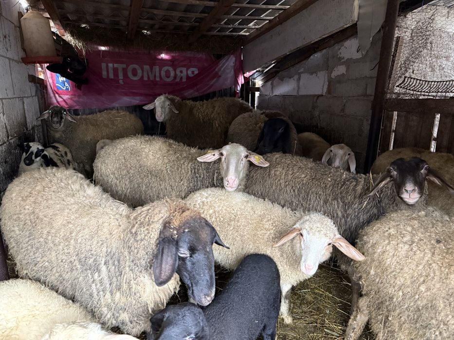 Vand oi Carabase si Awassi