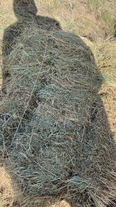 Сено житняк разнотравье