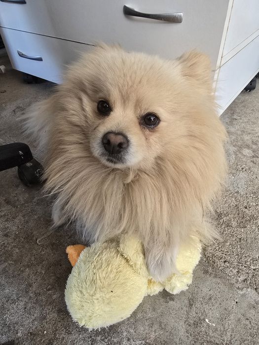 Donez Pomeranian