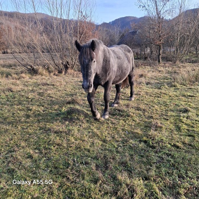 vând cai mânz de 1,5 ani 8500 lei și manza de 2,5 ani  3800 euro