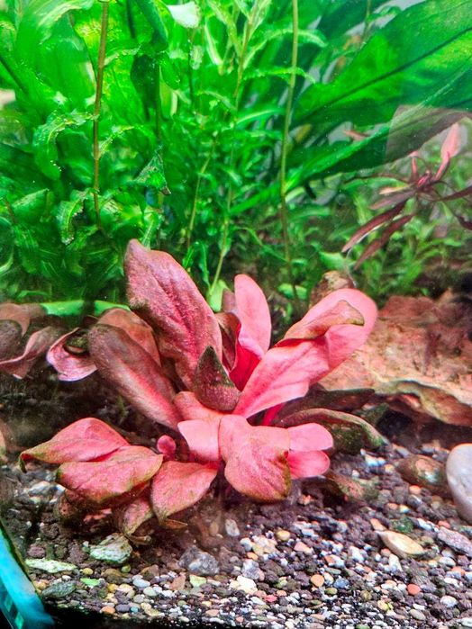 Аквариумные красные растения.