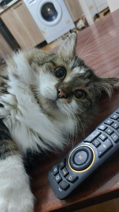 Потерялся кот  в районе Орбита