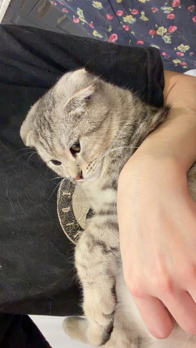 котенок британский