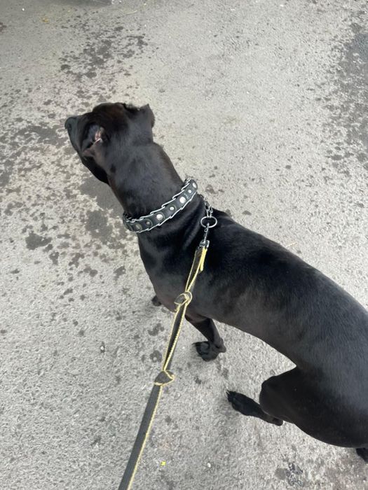 Отдам собаку породы питбуль