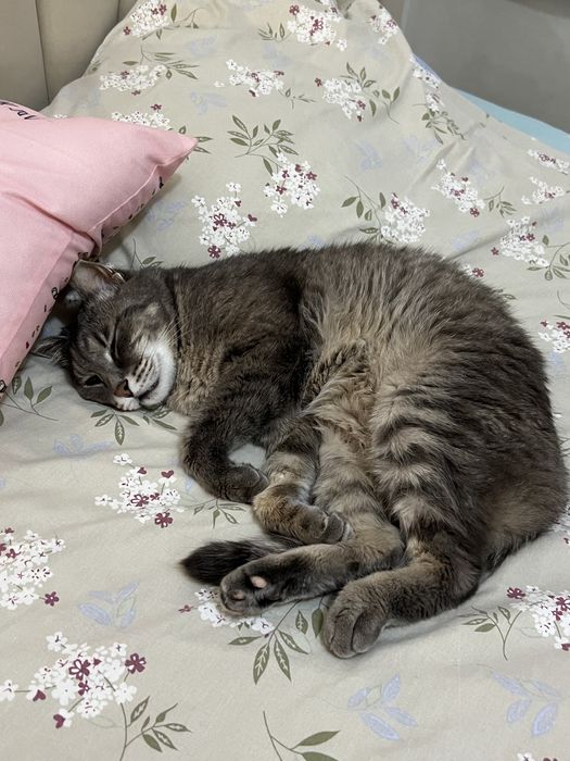 Пропал кот г. Каскелен