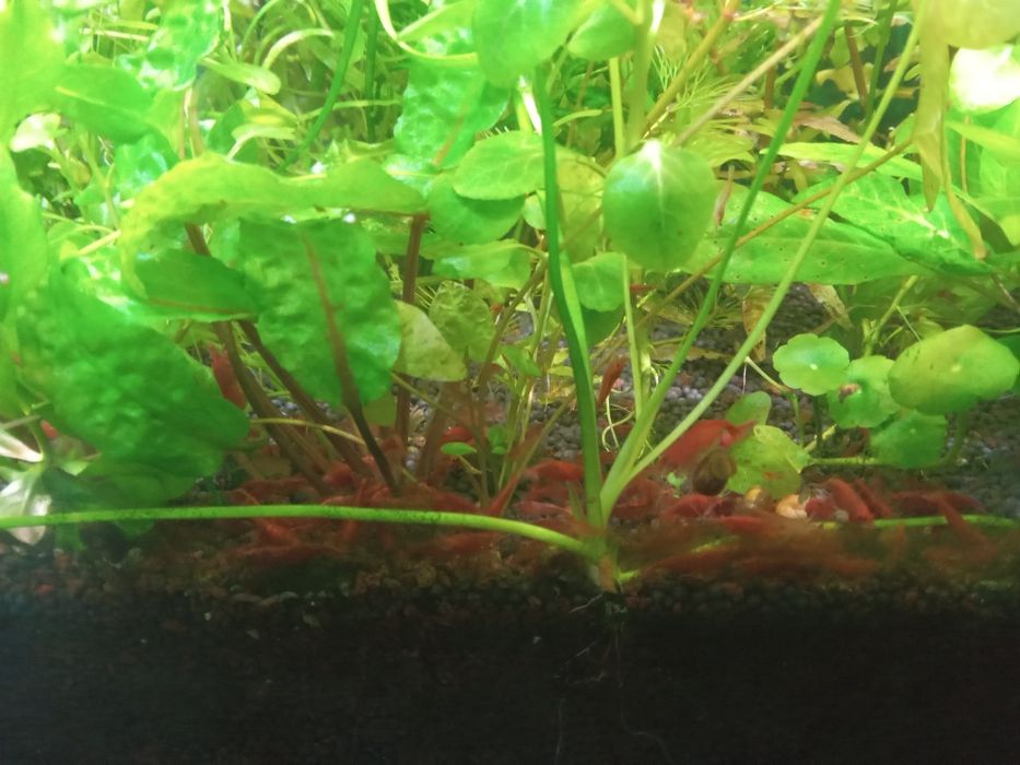 Креветки ред файер