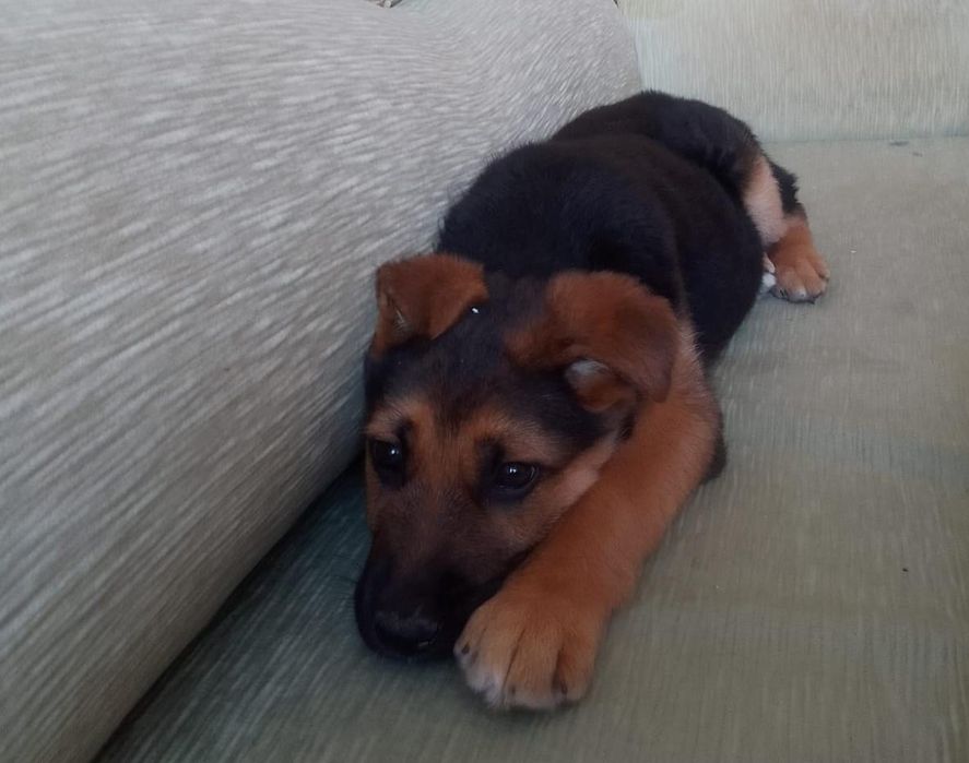 Одам собаку в хорошие руки