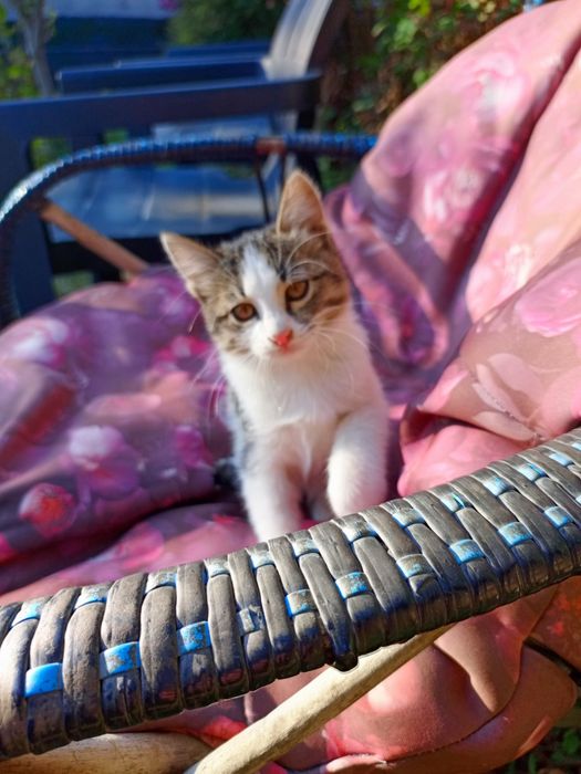 Котята, отдам бесплатно