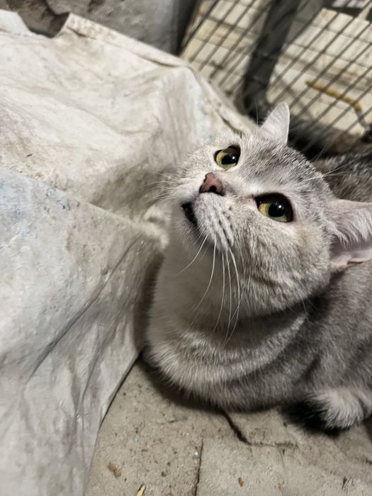 Красивая кошечка в добрые руки