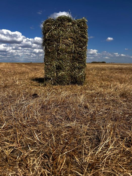 Продам сено луговое