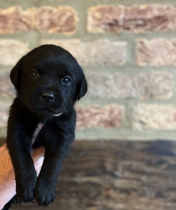 Labrador retriever 550 lei