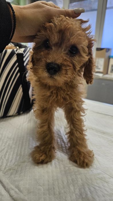 Средно женско пуделче априкот/червено