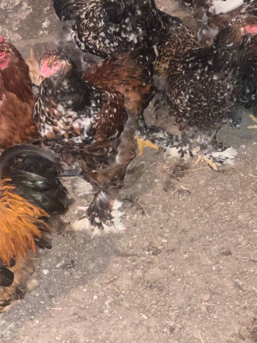 Vand găini Brahma portelan si lemon