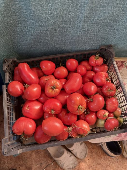 Продам домашние помидоры