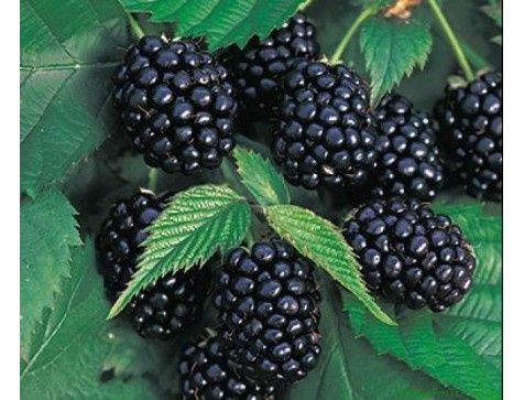 Саженцы ежемалины