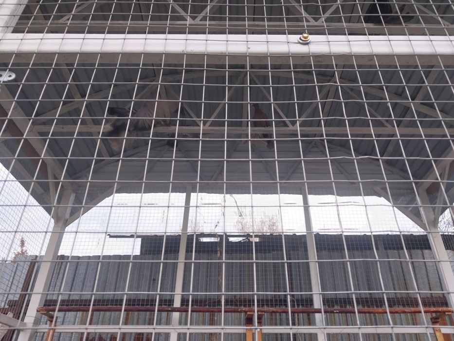 Продается сетка для голубей с голубями