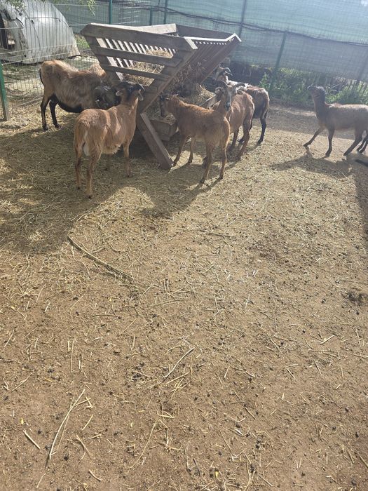Vand oi , berbeci și  miei de camerun