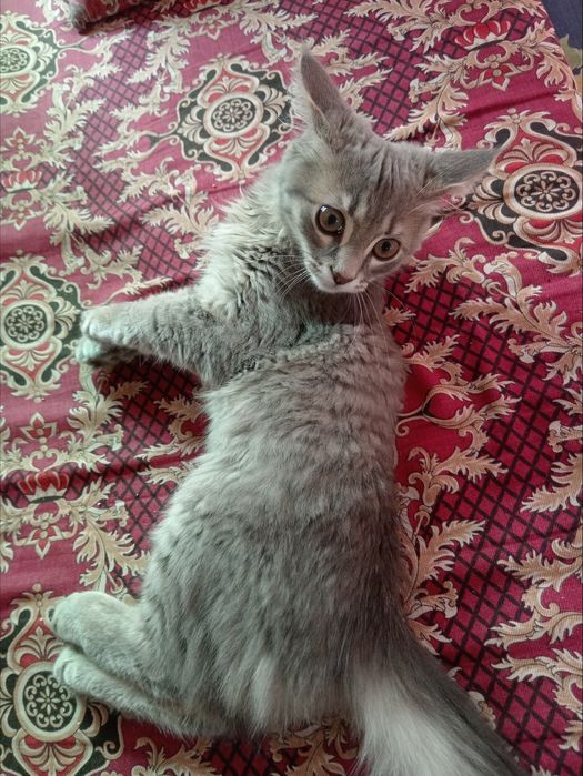 Отдам  даром котика