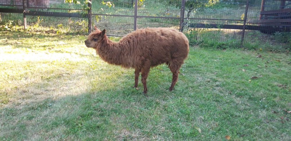 VAND o femela de ALPACA bine intretinuta
