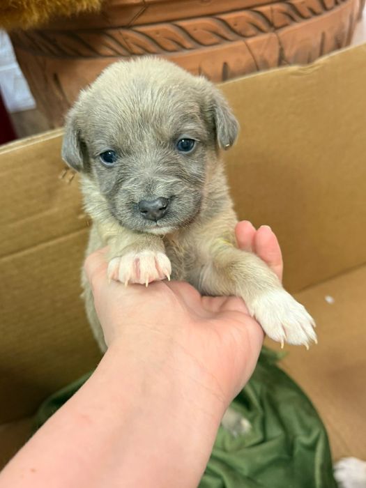 Красивые щенки в дом