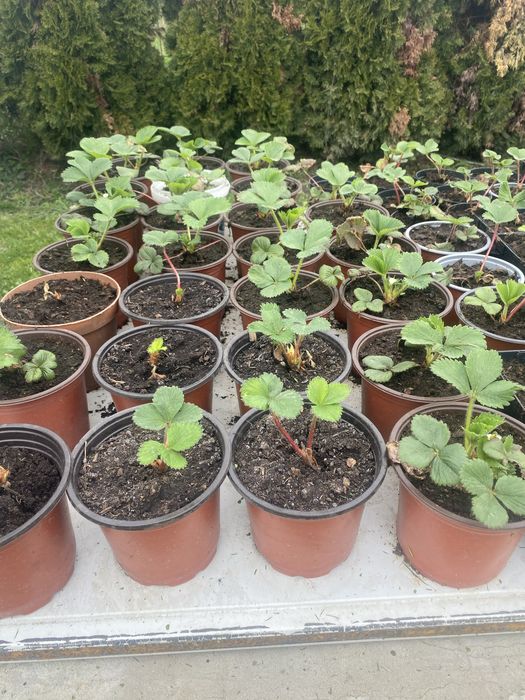 Vand  stoloni de căpsuni la ghiveci si la legatoare.