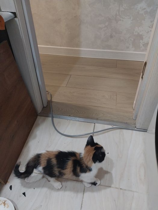 Отдам отдам отдам