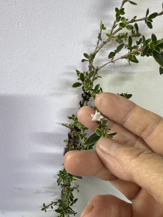 Продам бонсай Сирисса!