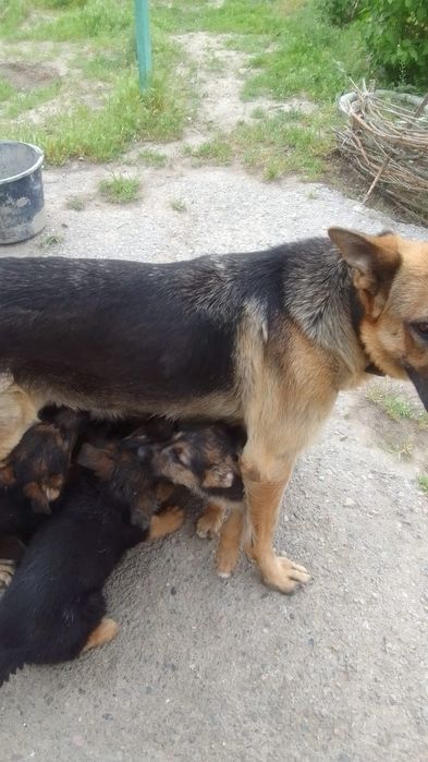 ПРОДАЮ ЩЕНЬКОВ  ВОС-Европейской овчарки