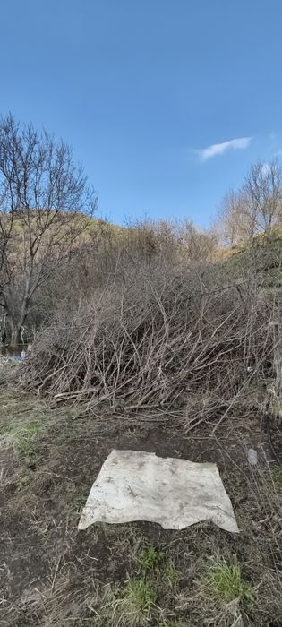 Дрова ветки бесплатно