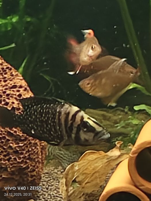 Продам цихлид Кальвус