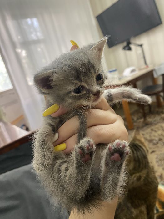 Отдам котят в добрые руки