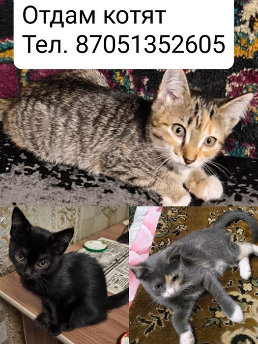 Отдам красивых котят