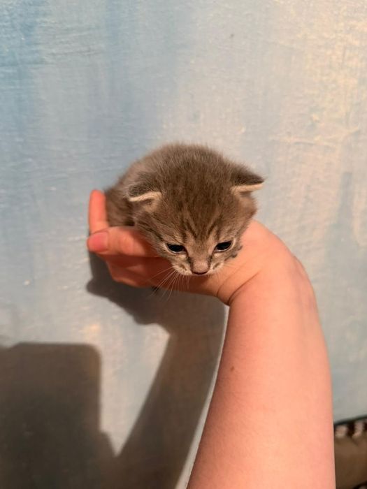 Отдаём  котята в добрые руки