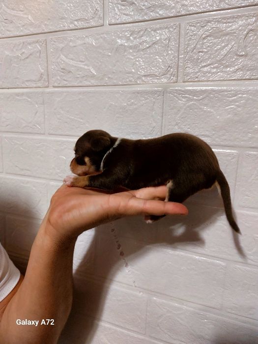 Готовы к продаже щенки той терьера