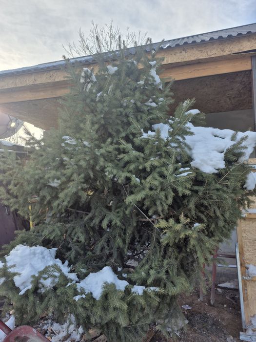 Живая елка самовывоз